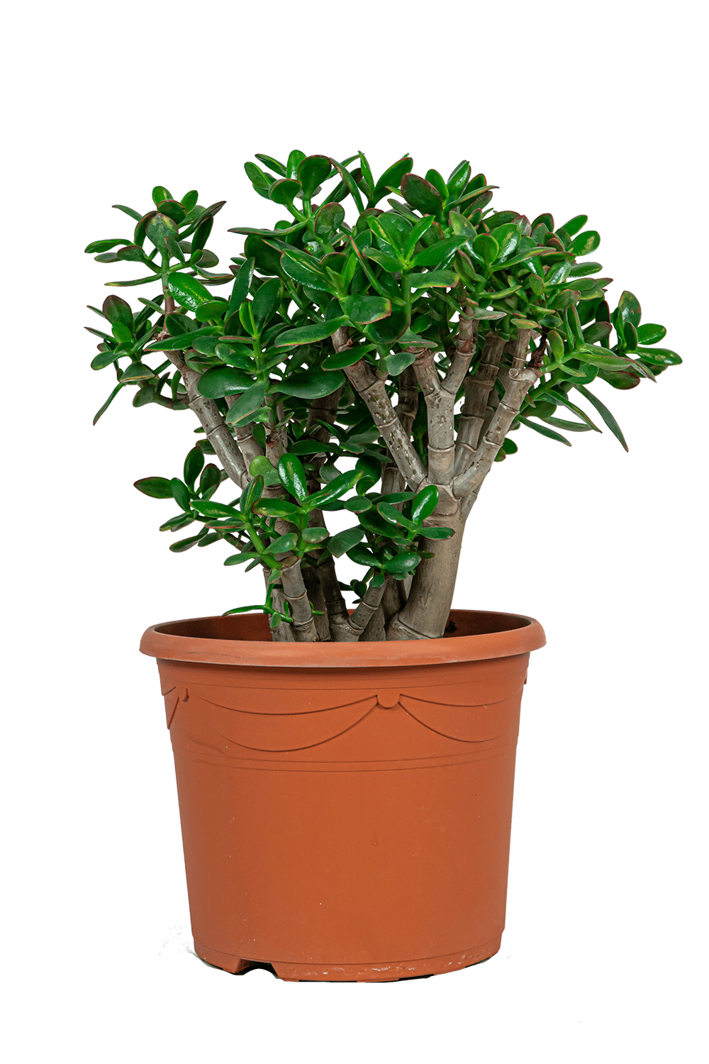 Verzorgingstips Crassula